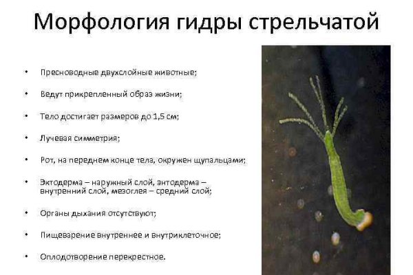 Что такое кракен сайт