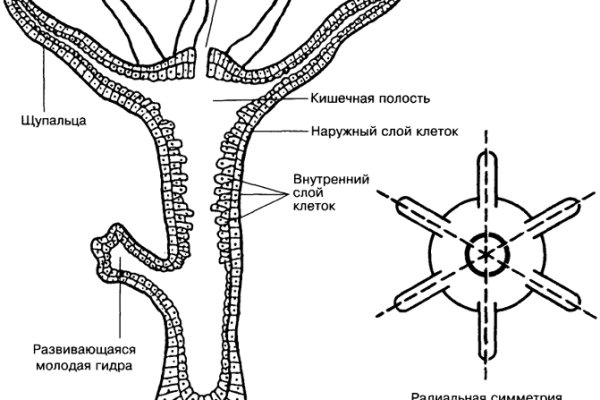 Даркнет зеркало