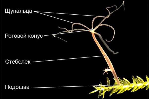 Кракен тор krakens13 at